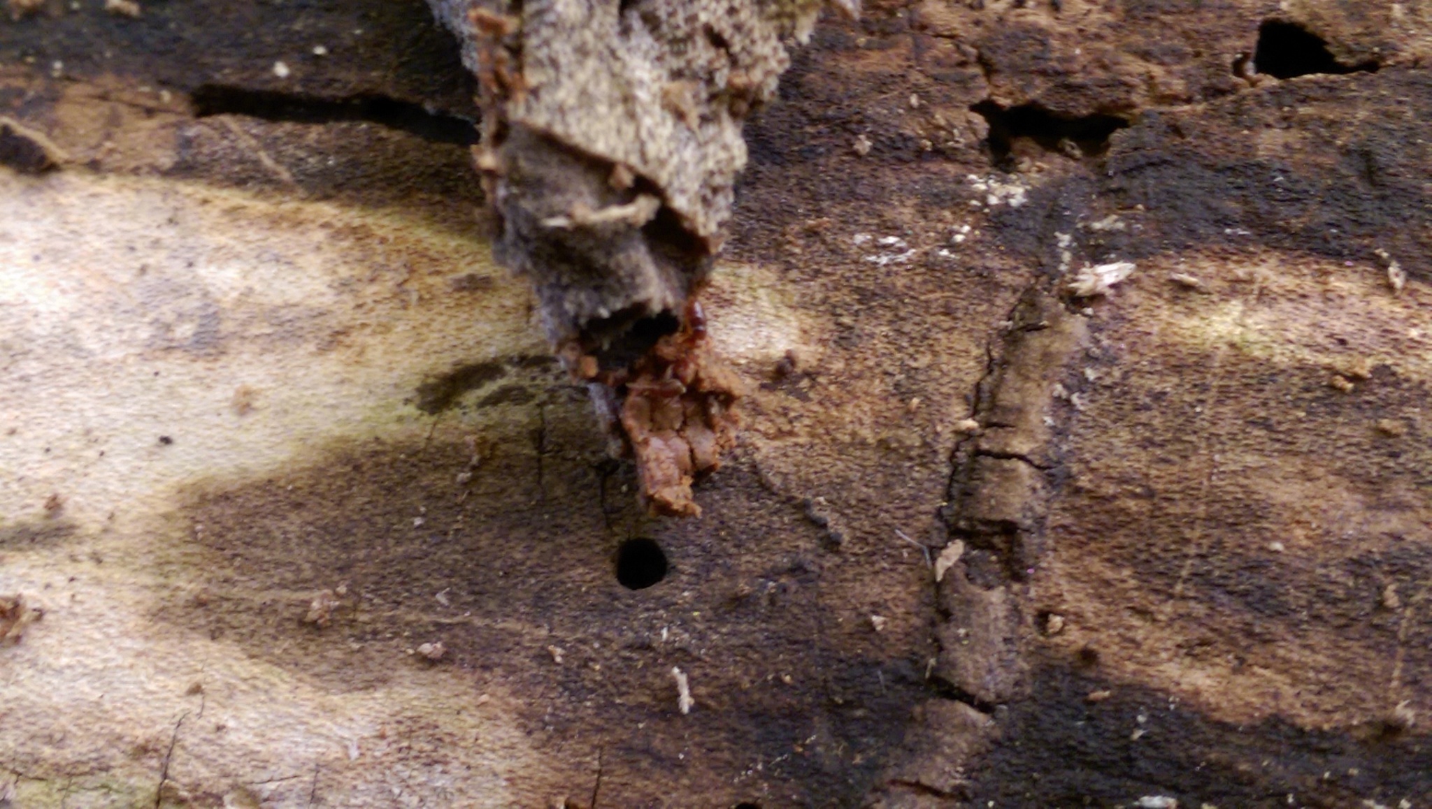 Cryptopone gilva