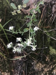 Sericocarpus tortifolius