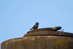 Zonotrichia capensis