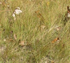Aristida dichotoma