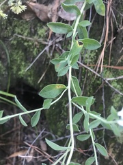 Sericocarpus tortifolius