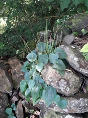 Peperomia lanceolatopeltata