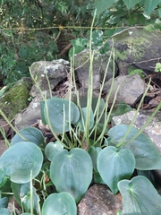 Peperomia lanceolatopeltata