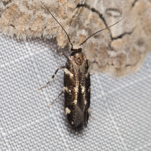 Eteobalea sexnotella photo 2
