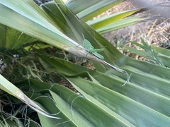 Schistocerca nitens