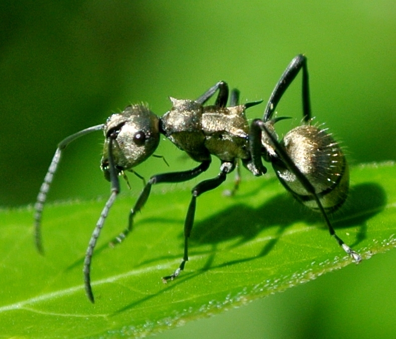 Polyrhachis cupreata