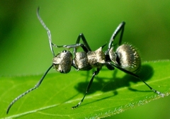 Polyrhachis cupreata
