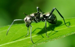 Polyrhachis cupreata