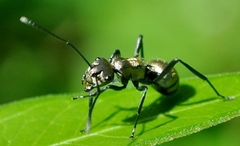 Polyrhachis cupreata