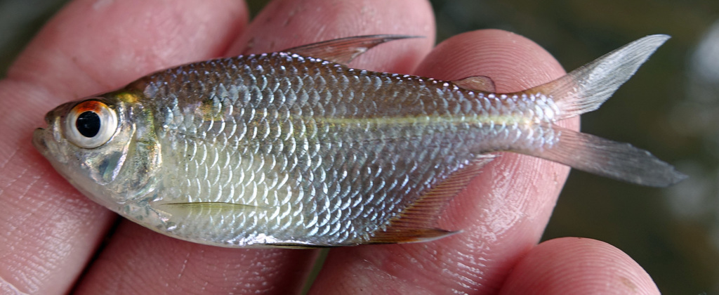 Tetra