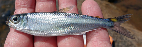 Tailspot tetra (Bryconops caudomaculatus) — Iguanodectidae — 2