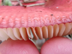 Russula nitida