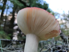 Russula nitida
