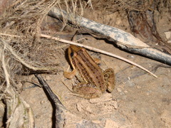 Leptodactylus luctator