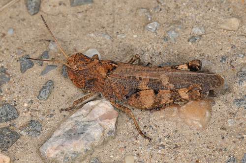 Clouded Grasshopper photo 5