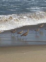 Limosa