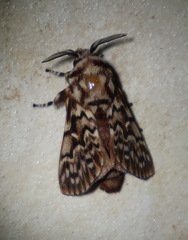Pararguda diamphidia