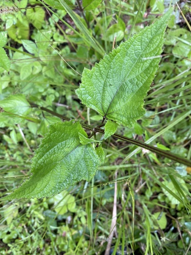 Snow Squarestem