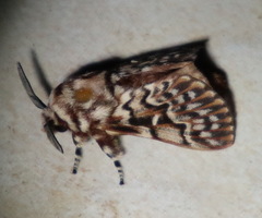 Pararguda diamphidia