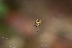 Micrathena duodecimspinosa