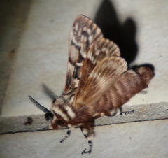 Pararguda diamphidia