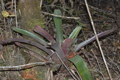 Neoregelia