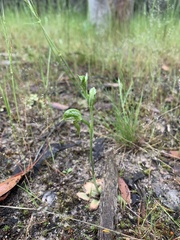 Pterostylis squamata