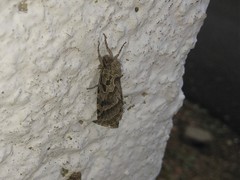 Triodia adriaticus