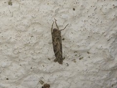 Triodia adriaticus