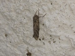 Triodia adriaticus