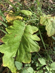 Solanum chrysotrichum
