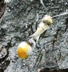 Polyrhachis trapezoidea