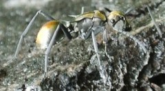 Polyrhachis trapezoidea