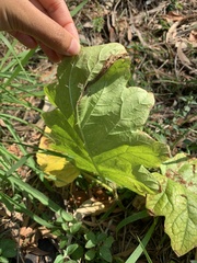 Solanum chrysotrichum