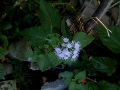 Ageratum