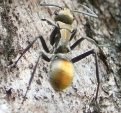 Polyrhachis trapezoidea