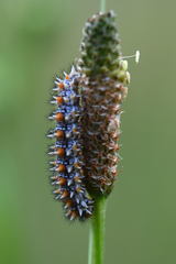 Melitaea didyma