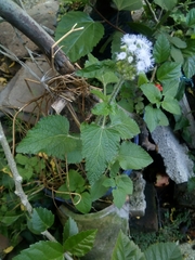 Ageratum