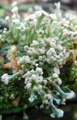 Cladonia botrytes