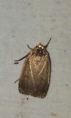 Athetiina