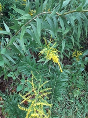 Solidago