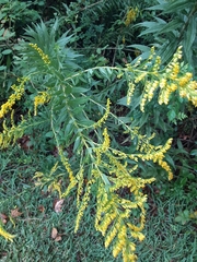Solidago