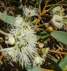 Eucalyptus diversifolia