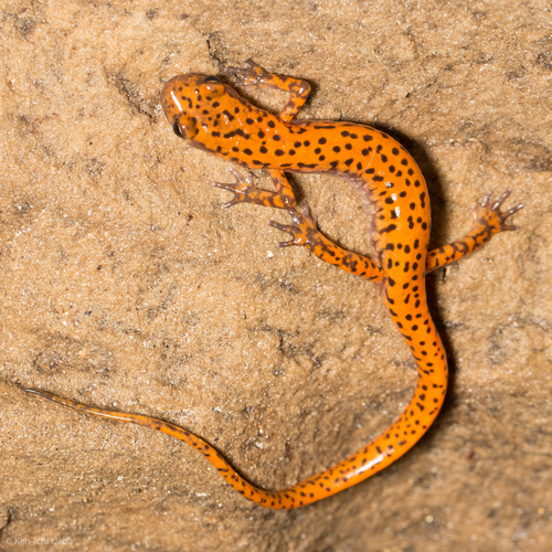 Cave Salamander