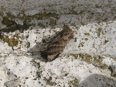 Triodia adriaticus