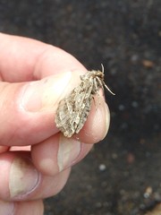 Triodia adriaticus