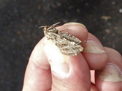 Triodia adriaticus