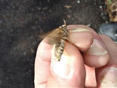 Triodia adriaticus