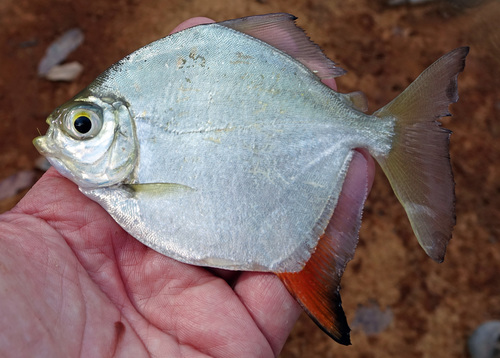 Redhook metynnis (Myloplus rubripinnis) — Serrasalmidae — 3