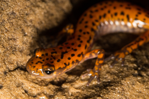 Cave Salamander, Eurycea lucifuga